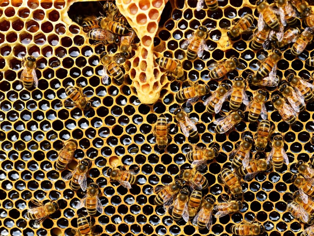 honey-bees-337695_1280